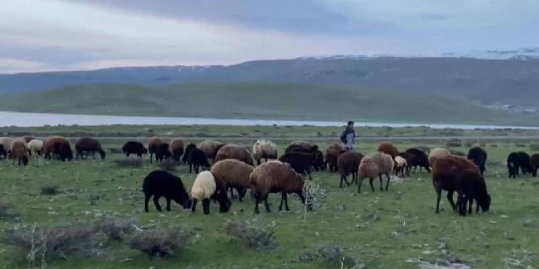 Güneş açtı hareketlilik başladı! Küçükbaşlar meraları şenlendirdi 5